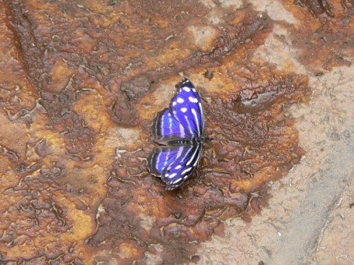 farfalla dal Costa Rica:  Myscelia cyaniris  Nymphalidae